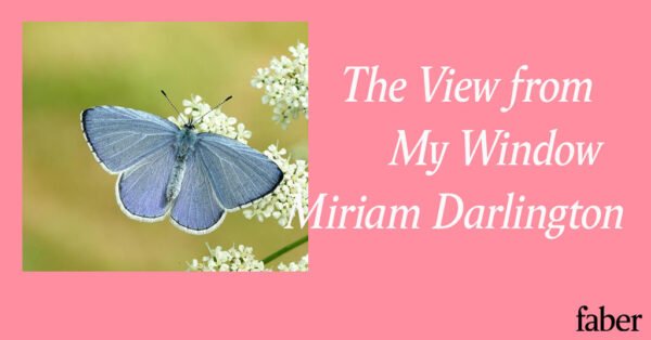 The View from My Window | Miriam Darlington