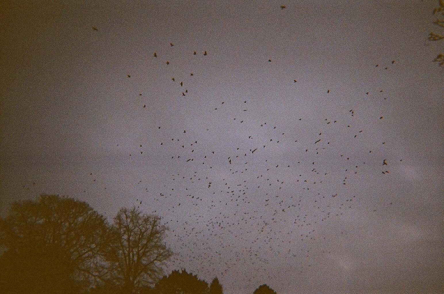Birds and trees on dark sky