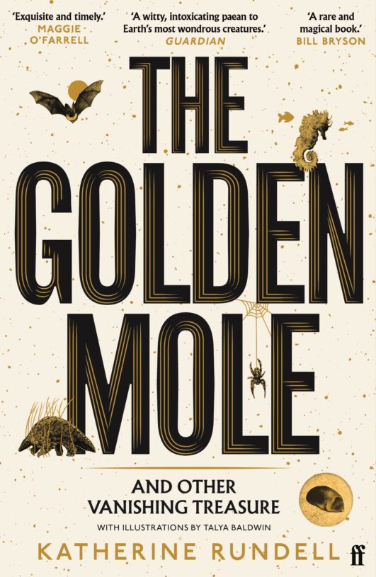 Golden-Mole-1.jpg